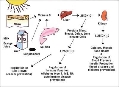 Cellular Health of the Colon, Breast and Prostate
